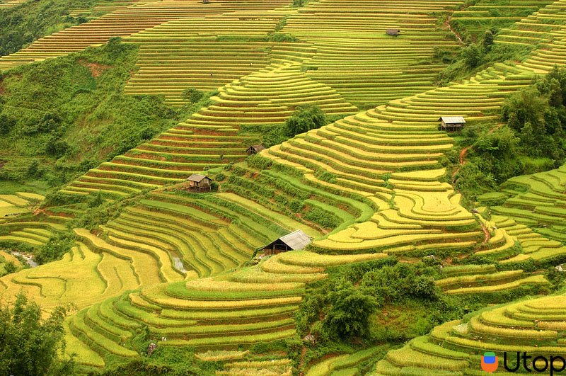 Ngắm nhìn quang cảnh ruộng bậc thang vào lúa chín